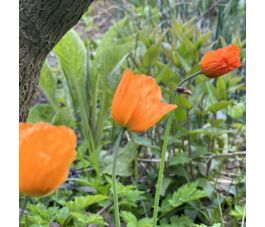 Bloemdetail 1: Papaver cambricum oranje bloem biologische teelt