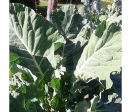 Bladkool Giant of Jersey bladeren oogst 1