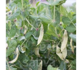 Sluimerwt/Peul - Golden Sweet - BIO