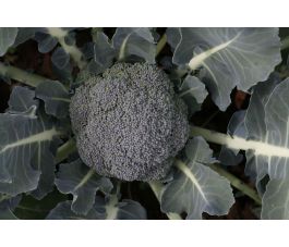 Broccoli - Floris - BIO