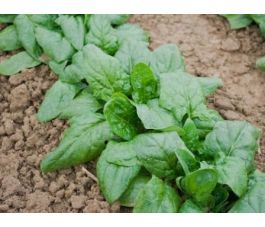 Winterspinazie - Verdil - BIODYNAMISCH