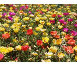 Portulaca grandiflora – Grootbloemige portulakroos - BIODYNAMISCH