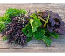 Aziatische sla - Pikant Quartet - BIODYNAMISCH