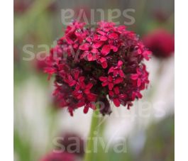 Silene asterias – Bloedrode pekbloem