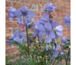Polemonium caeruleum – Jacobsladder