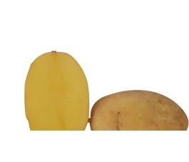 Pootaardappel - Nola - A28/35 - BIO