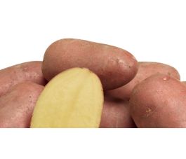 Pootaardappel - Alouette 35/45 - BIO