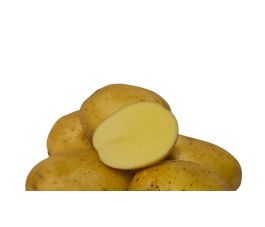 Pootaardappel - Peter Pan - maat 28/35 - BIO