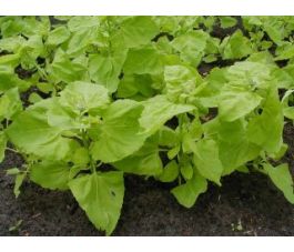 Tuinmelde - lichtgroene - BIO