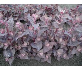 Tuinmelde - rode - BIO