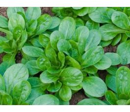 Veldsla - Elan - BIODYNAMISCH