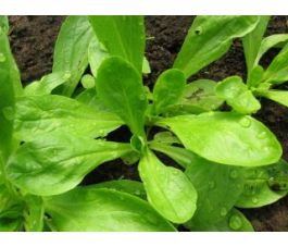 Veldsla - Grote Noordhollandse - BIO