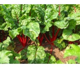 Warmoes/snijbiet - Rhubarb Chard - BIO
