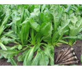 Witlof, Hollandse Middelvroeg *bd