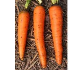 Winterwortel - Flakkée 2 - BIO