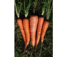 Wortel - Rodelika - BIODYNAMISCH