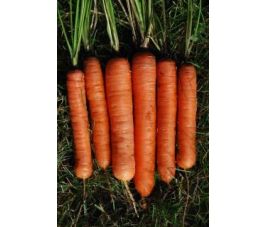 Wortel - Robila - BIODYNAMIQUE