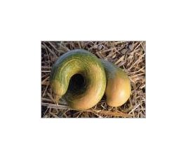 Muskuspompoen - Trompe d'Albenga - BIO