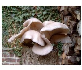 Blauwe oesterzwam - Pleurotus ostreatus - 50 entpluggen