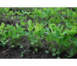 Alexandrijnse klaver - 1kg - BIO