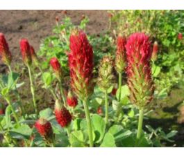 Inkarnaatklaver - 1 kg - BIO