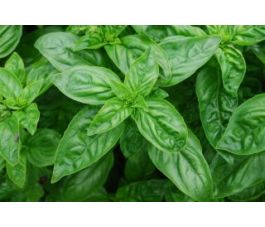 Basilicum - Genovese - BIO