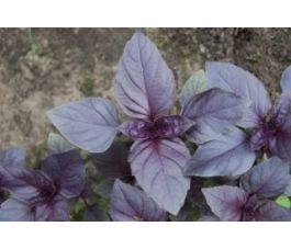 Basilicum - rood - BIODYNAMISCH