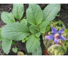 Bernagie/Komkommerkruid - Borago officinalis - BIO