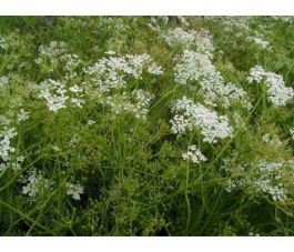 Carum carvi - Karwij - BIODYNAMISCH