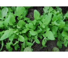 Rucola - zaadschijf - BIODYNAMISCH