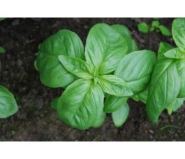 Basilicum - grootbladig - zaadschijf - BIODYNAMISCH