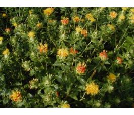 Carthamus tinctorius - Saffloer - BIO