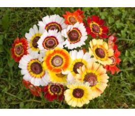 Chrysanthemum carinatum - Bonte ganzebloem - BIODYNAMISCH