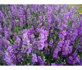 Tuinridderspoor (Consolida ajacis) *bd