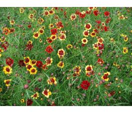 Coreopsis tinctoria - Meisjesogen - BIO - 50% korting - verminderde kiemkracht