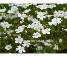 Gypsophila elegans - Gipskruid - BIODYNAMISCH - 50% korting - verminderde kiemkracht