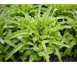 Pluksla - Cerbiatta - BIODYNAMISCH