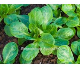 Veldsla - Verte à coeur plein 2 - BIODYNAMISCH