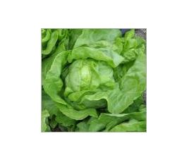 Kropsla - Blonde van Laeken - BIO