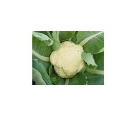 Bloemkool - Odysseus - BIO