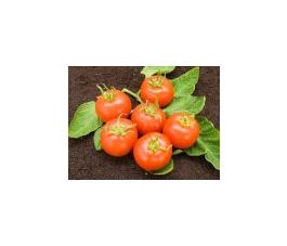 Tomaat - Matina - BIODYNAMISCH