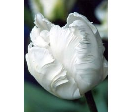 Tulp - White Rebel - 10 bollen - BIO