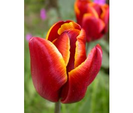 Tulp - Abu Hassan - 10 bollen - BIO