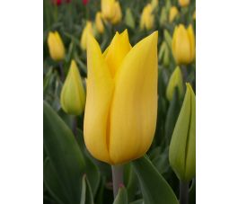 Tulp - Strong Gold - 10 bollen - BIO