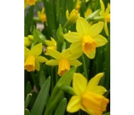 Narcis - Tête-à-Tête - 10 bollen - BIO