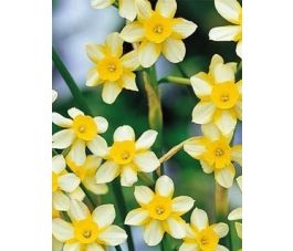Narcis - New Baby - 10 bollen - BIO
