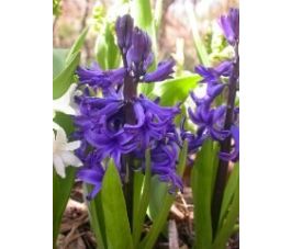 Hyacinth - Delft Blue - 3 bollen - BIO