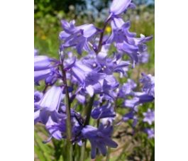 Hyacinthoides hispanica - Blauwe boshyacint - 10 bollen - BIO
