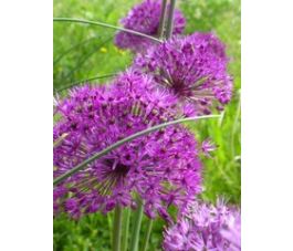 Sterrenlook - Allium aflatunense - Purple Sensation - 10 bollen - BIO
