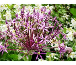 Sterrenlook - Allium christophii - 10 bollen - BIO